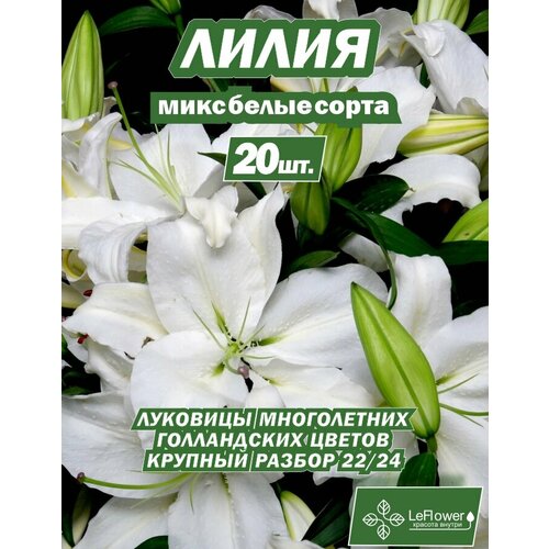 Лилия Луковица, Микс белых сортов, 20шт (LeFlower) фото