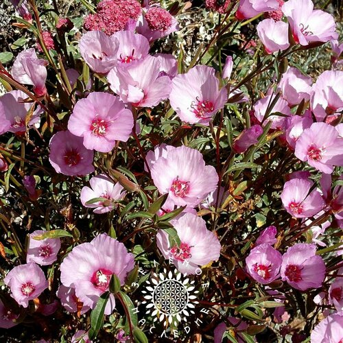 фото Семена Кларкия изящная, ноготковая - микс (лат. Clarkia unguiculata) 30 шт