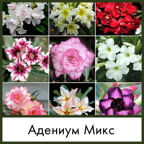 фото Набор для выращивания семена Микс Адениум Обесум (Adenium obesum mix)