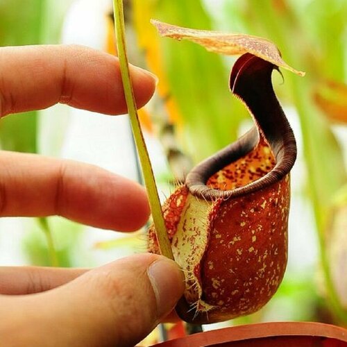 Непентес Раффлеза, Nepenthes Rafflesiana, насекомоядное растение, семена фото