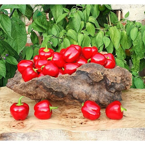 Семена Перец сладкий маленький красный колокольчик (Mini Bell Red) / Seeds And Goods / в упаковке 15 семян фото