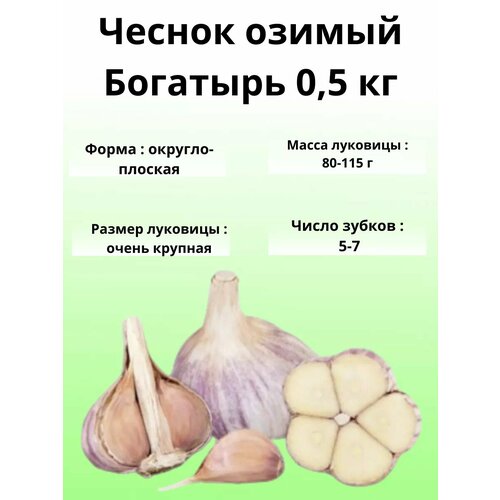 Чеснок Озимый Богатырь 0.5кг фото