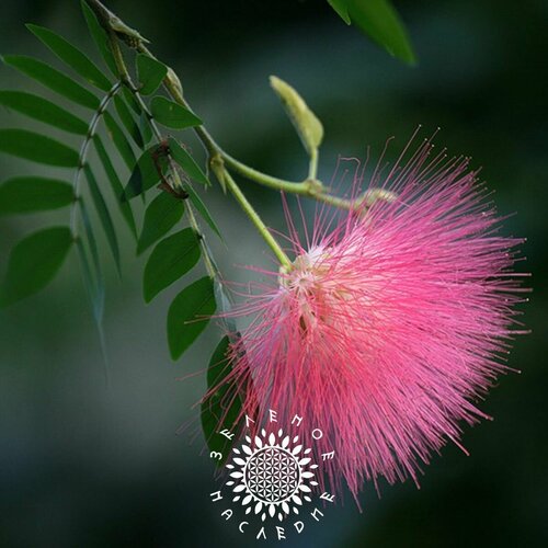 фото Семена Альбиция ароматная (лат. Albizia odoratissima) 15шт от Green Legacy, заказать за 365 рублей