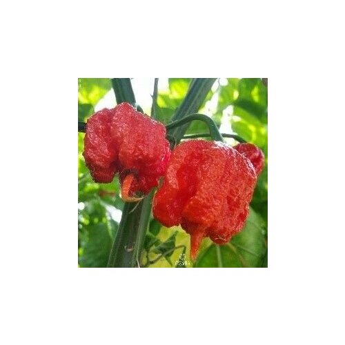 фото Семена Острый перец Carolina Reaper (Каролинский жнец), 5 семян + подарок