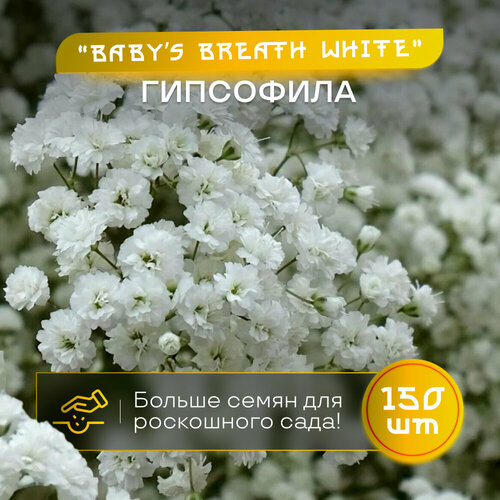 фото Гипсофила махровая Baby's Breath, семена 150 шт, многолетник