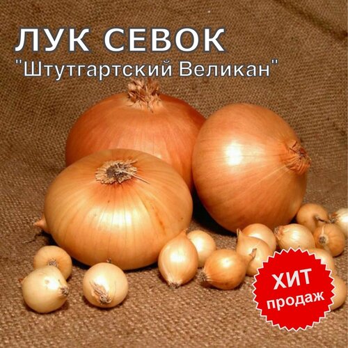 Лук севок озимый на посадку Штутгартский Великан 1кг фото