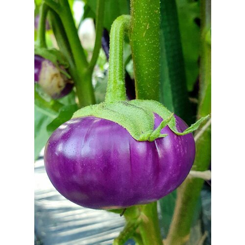 Семена Баклажан тайская круглая фиалка (Thai Round Violet) / Seeds And Goods / в пакетике zip-lock без полиграфии 15 семян фото