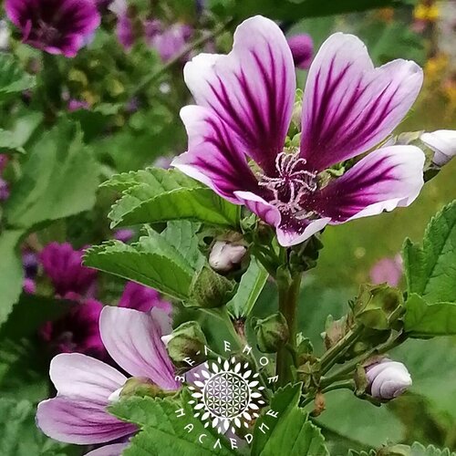 фото Семена Мальва лесная - Просвирник лесной (лат. Malva sylvestris) 7 шт