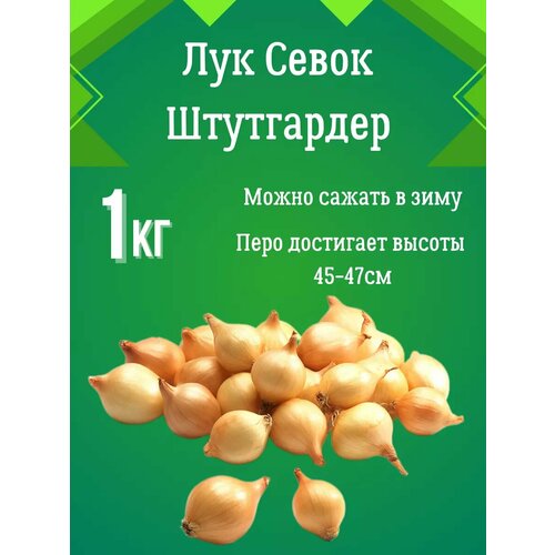 Лук севок Штутгартер Ризен 1 кг фото