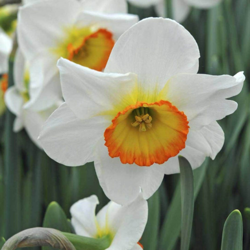 Луковицы цветов, Chipollino flowers, Нарцисс FLOWER RECORD (5 луковиц) фото