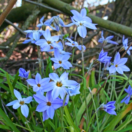 Луковицы цветов, сhipollino flowers, ифейон WISLEY BLUE (10 луковиц) фото