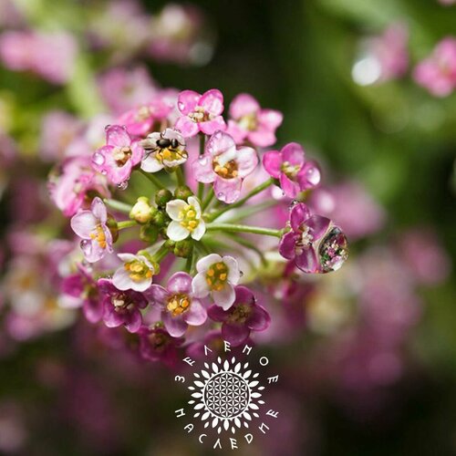 фото Семена Алиссум морской-розовый (лат. Lobularia maritima) 15 шт