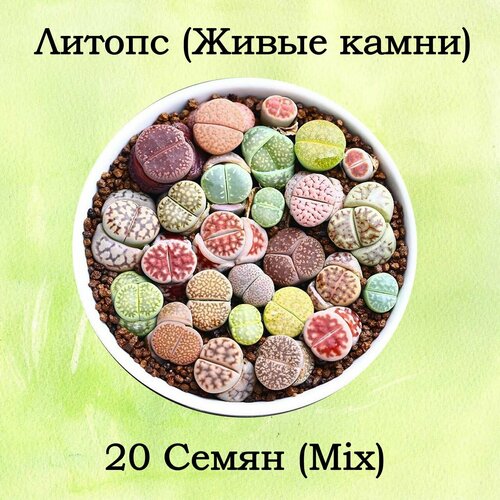 Семена Литопс, (Lithops) 20 штук, суккуленты, Живые камни, Микс семян фото