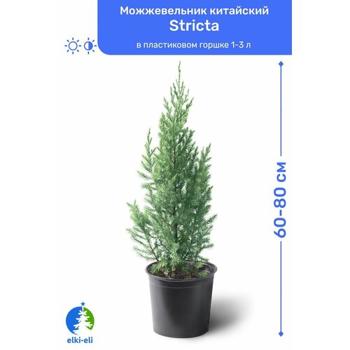 фото Можжевельник китайский Stricta (Стрикта) 60-80 см в пластиковом горшке 2-5 л, саженец, хвойное живое растение