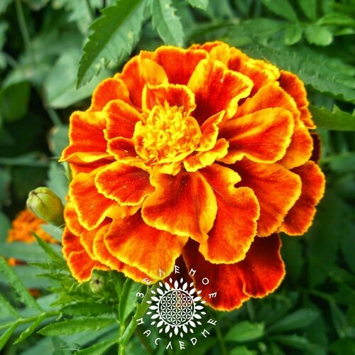 фото Семена Бархатцы Болеро - Ноготки (лат. Tagetes) 50 шт от Green Legacy