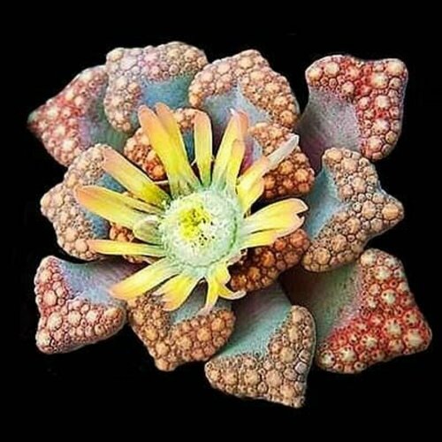 Титанопсис Хьюго-Шлехтери, Titanopsis Hugo-Schlechteri, суккуленты, семена фото