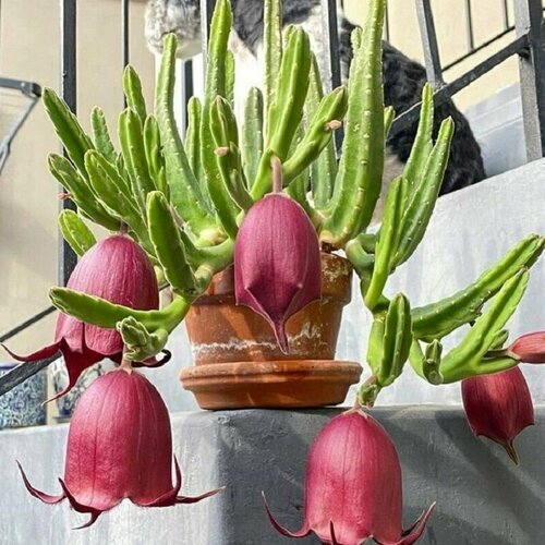 Стапелия Леендерца, Stapelia Leendertziae, суккуленты, семена фото