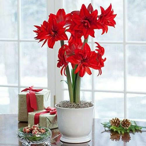 Гиппеаструм Дабл Делишез, Hippeastrum Double Delicious, Вдвойне вкусный, семена фото