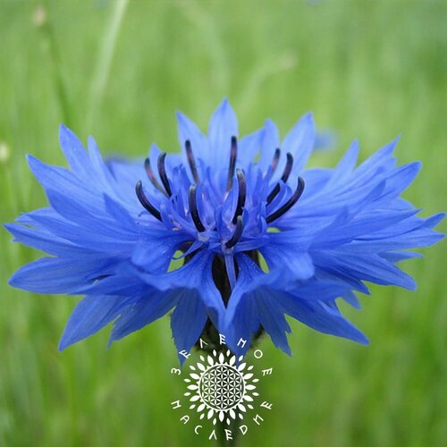 фото Семена Василек синий (лат. Centaurea cyanus) 100 шт от Green Legacy