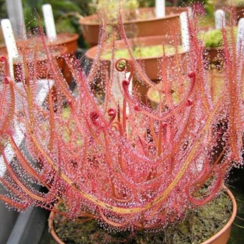 Семена Мухоловка Росянка Бината 5 шт, Drosera Binata, рогатое хищное растение, поедающее мух фото