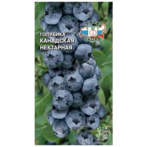 Семена Голубика канадская Нектарная 0,05гр фото