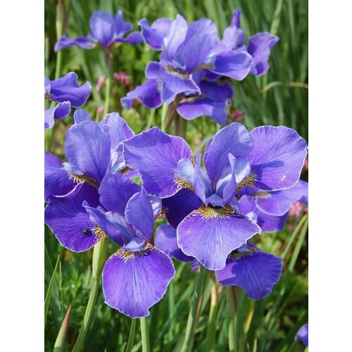 Семена Ирис сибирский (Iris sibirica), 15 штук фото