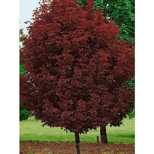 Семена Клён остролистный Crimson King (Acer platanoides), 10 штук фото