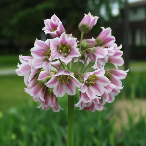 Аллиум NECTAROSCORDUM SICULUM (5 луковиц) фото