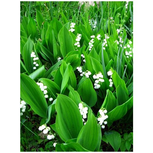 фото Семена Ландыш майский (Convallaria majalis), 10 штук