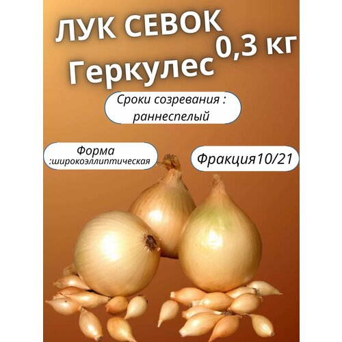 Лук севок Геркулес 0.3кг фото