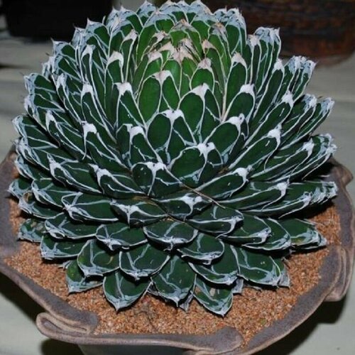 Агава Королевы Виктории компактная, Agave Victoriae Reginae compact, семена фото