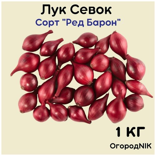 Лук Севок сорт 