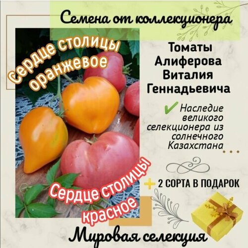 Томаты Виталия Алиферова, 