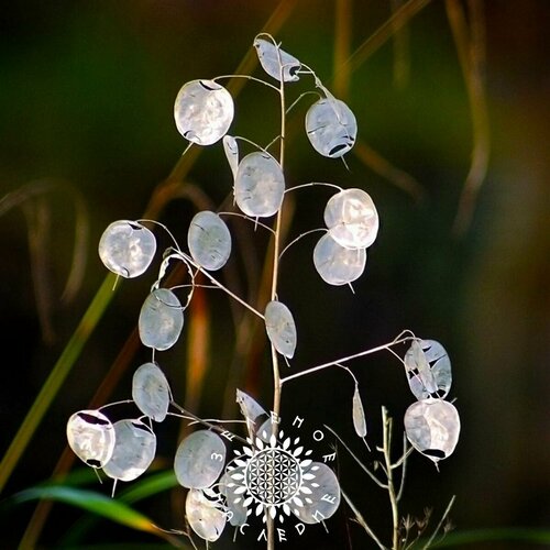 фото Семена Луннария-Серебрянный рубль (лат. Lunaria annua) 15 шт