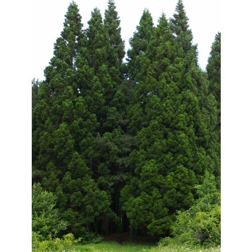 Семена Секвойядендрон гигантский (Sequoiadendron giganteum), 15 штук фото