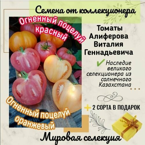 Томаты Виталия Алиферова, 