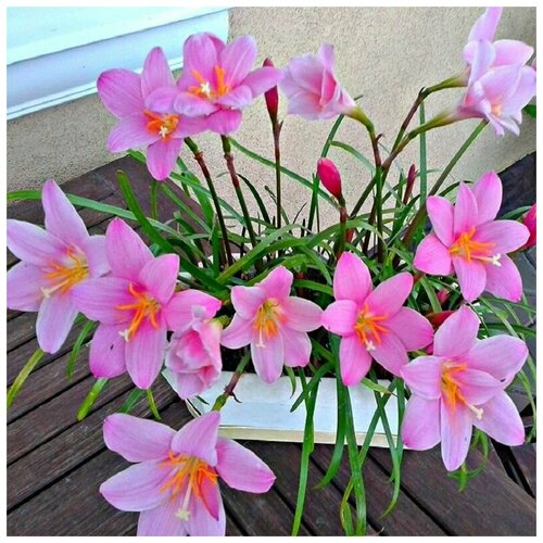 Зефирантес Карината, Zephyranthes Carinata, розовый, семена фото