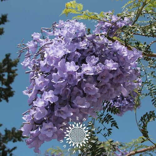 Семена Жакаранда мимозолистная - Фиалковое Дерево (лат. Jacaranda mimosifolia) 20 шт фото