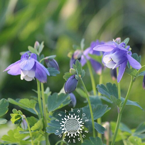 фото Семена Борец Северный - Борец высокий (лат. Aconitum septentrionale) 25шт