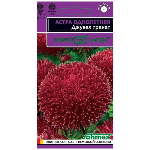 Астра Джувел Гранат, игольчато-коготковая, Эксклюзив фото