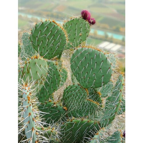 фото Семена Кактус Опунция Энгельманна (Opuntia engelmannii), 5 штук