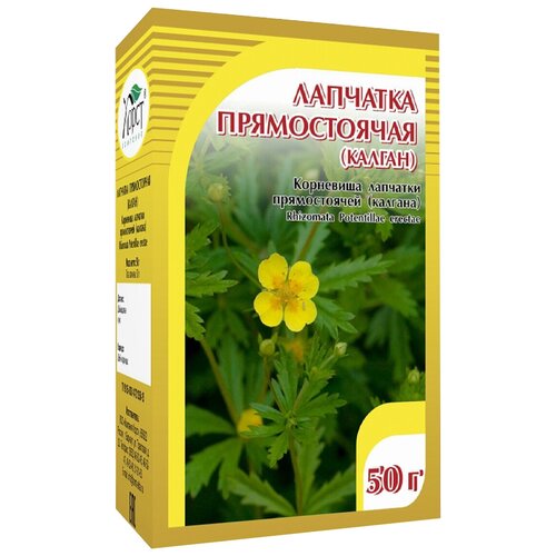 фото Хорст корневище Лапчатка прямостоячая, 50 г