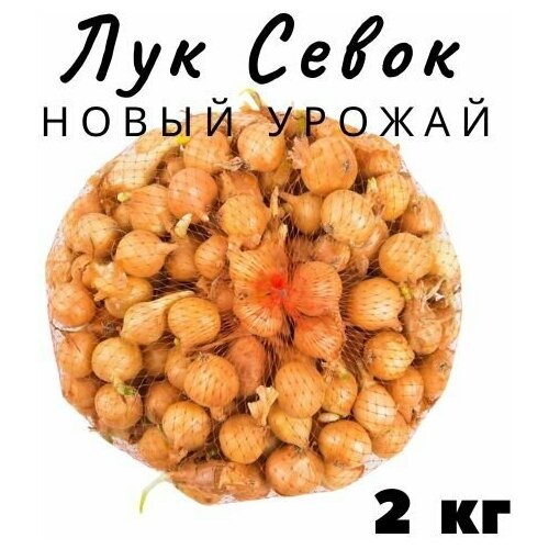 Лук Севок 2 кг фото