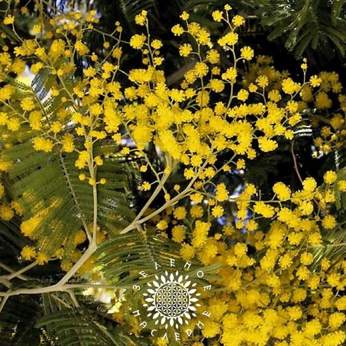 Семена Акация стойкая (лат. Acacia retinodes) 10шт от Green Legacy фото