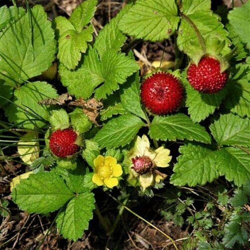 фото Семена Орешка Дюшения (дюшенея, земляника ложная, лапчатка индийская) 20 шт.