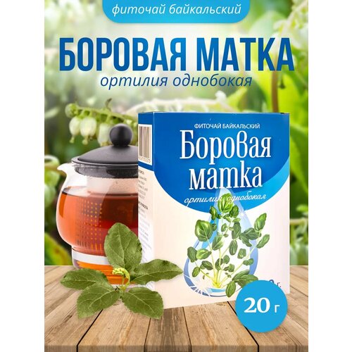 фото Боровая матка Ортилия Целебные травы