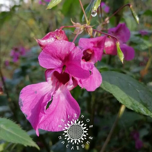 фото Семена Недотрога желёзконосная - Бальзамин железистый (лат. Impatiens glandulifera) 10шт