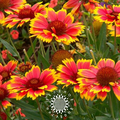 фото Семена Гайлардия остистая - Кокарда (лат. Gaillardia aristata) 50 шт