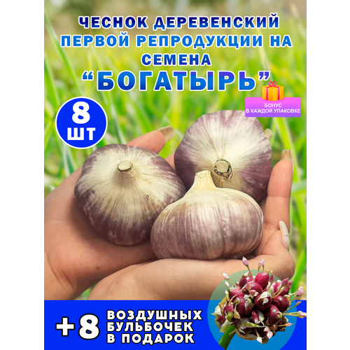 фото Богатырь Озимый Чеснок на Посадку 8 Луковиц, заказать за 888 рублей