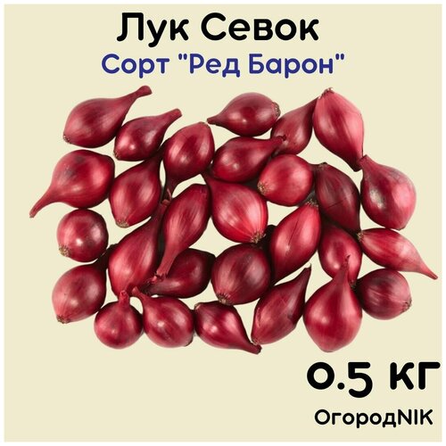 Лук Севок сорт 